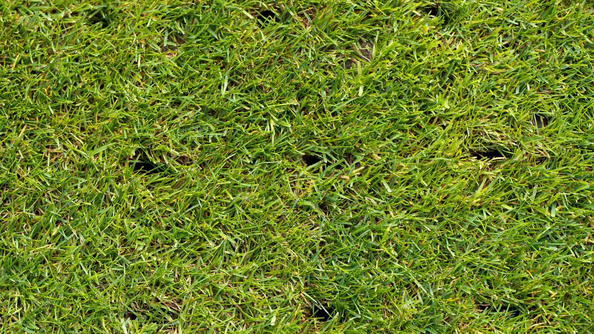 Can Aeration Bring My Lawn Back from the Brink?