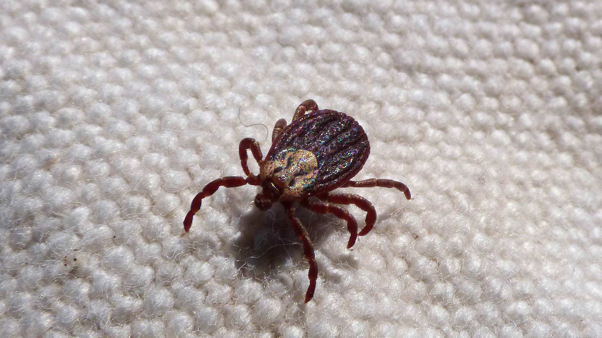 Ticks are well-known for carrying dangerous blood-borne illnesses.