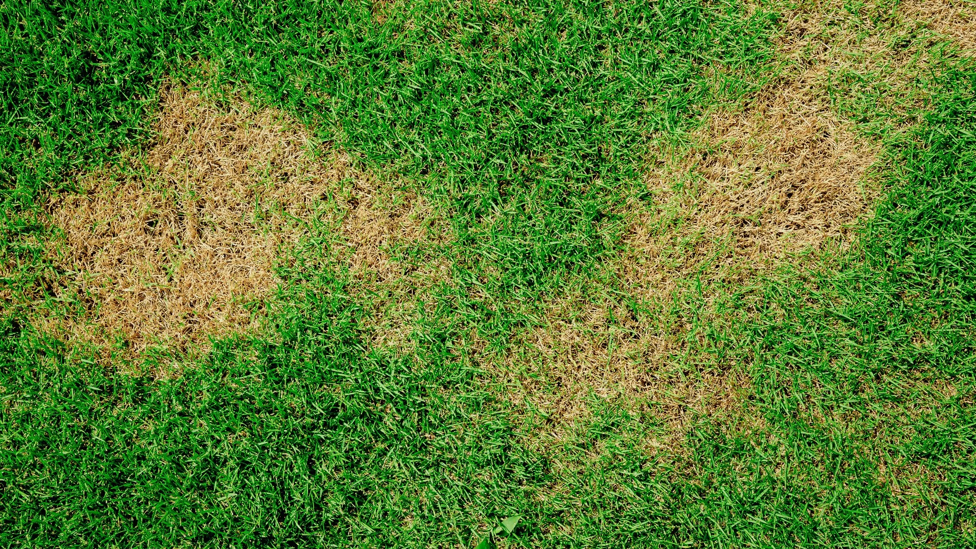Do Lawn Diseases Go Away Over Time?