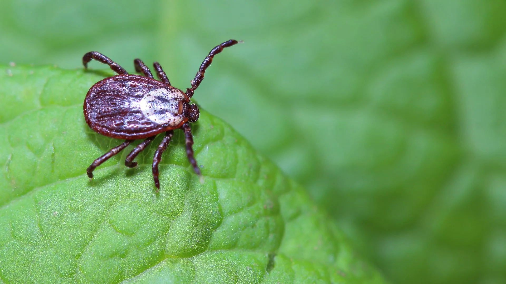Protecting Yourself From Ticks - What Should You Be Doing?
