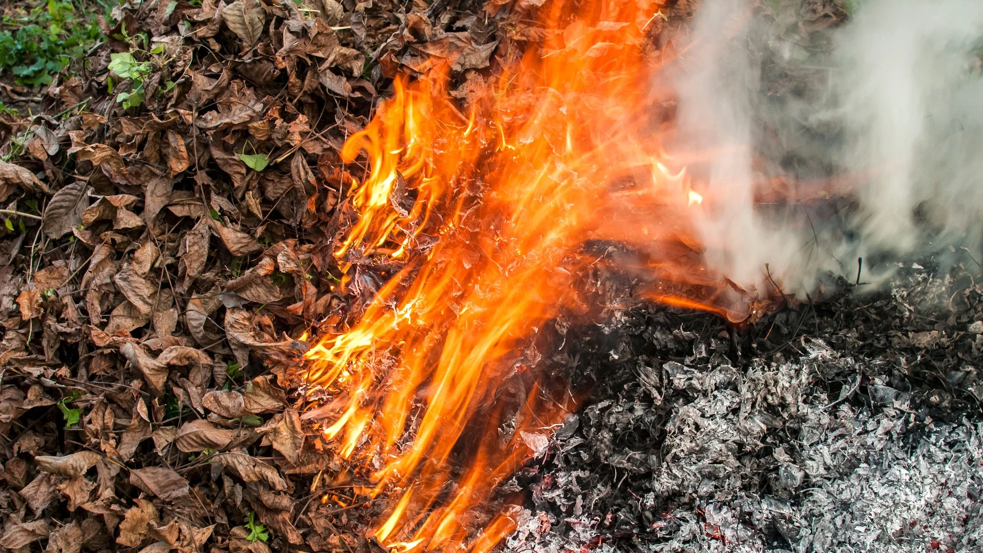 Can You Burn Leaf Piles in Westfield, NJ?
