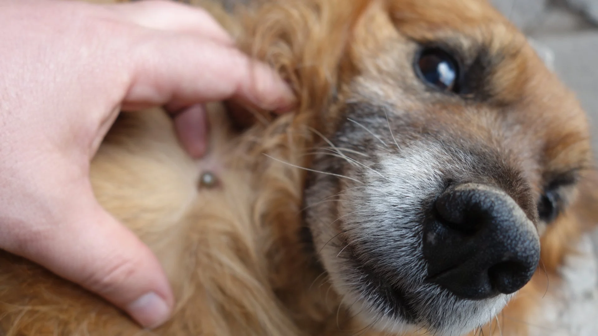 What Can You Do for Your Pets to Protect Them From Ticks?