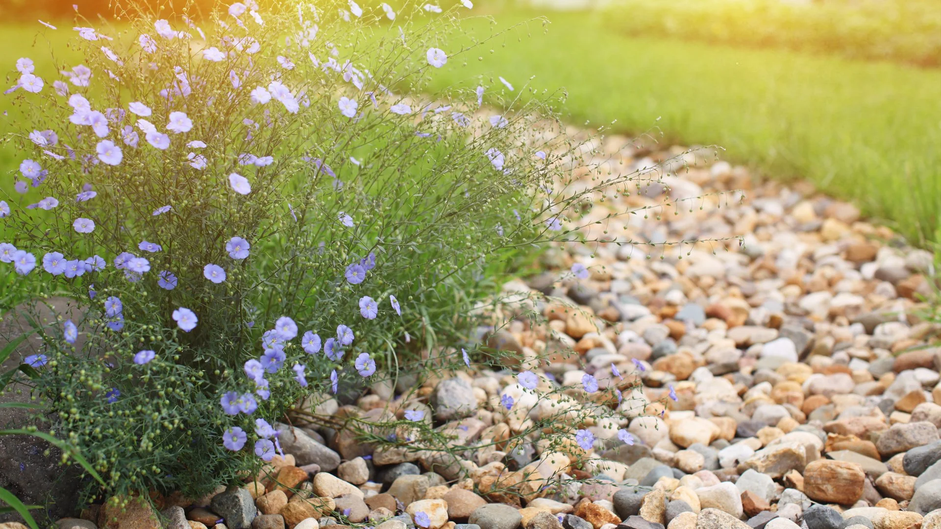 Drainage Options for Your Yard: French Drains vs Dry Creek Beds