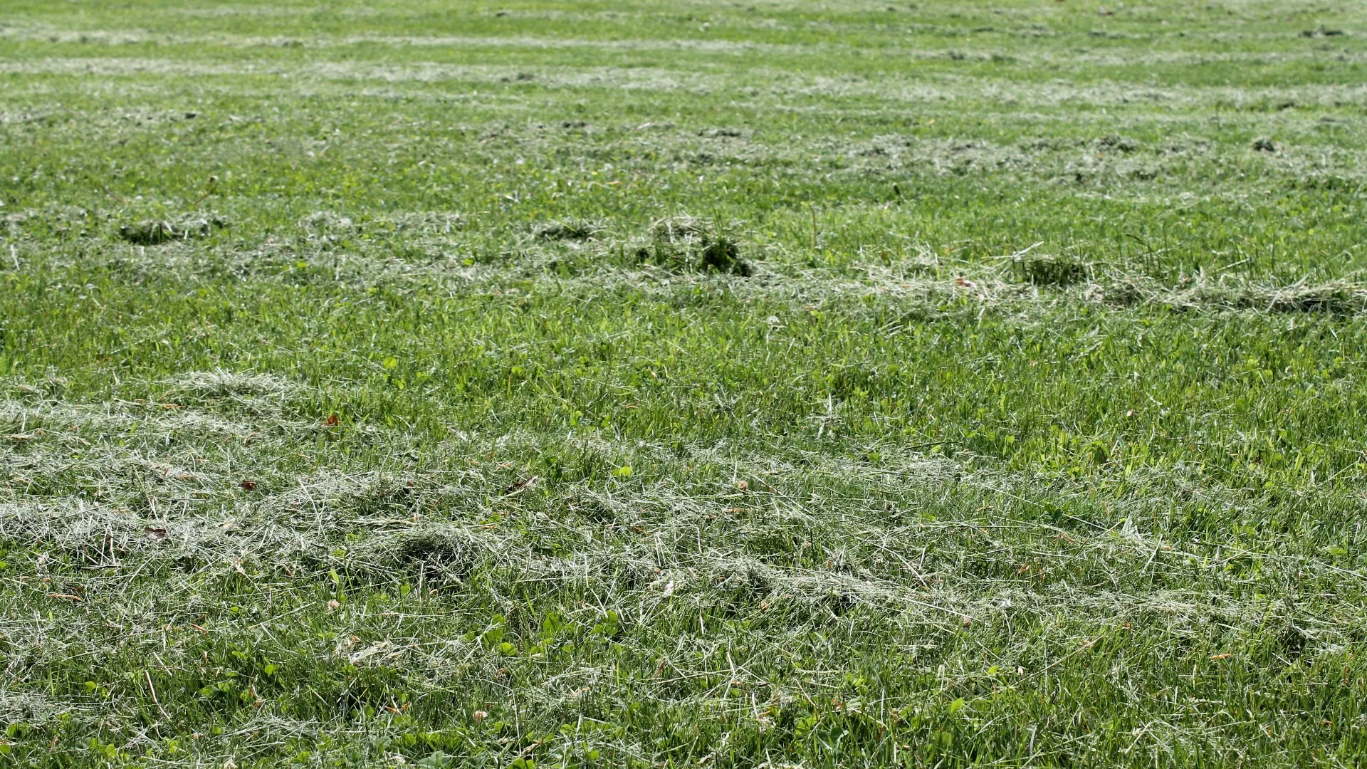 Is It Better to Bag the Grass Clippings After Mowing Your Lawn or Leave Them?