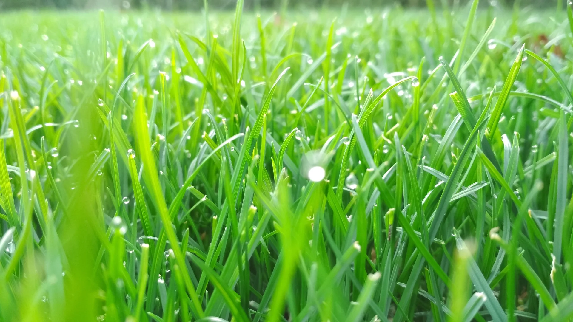 Is It Okay to Mow Wet Grass or Should You Wait?