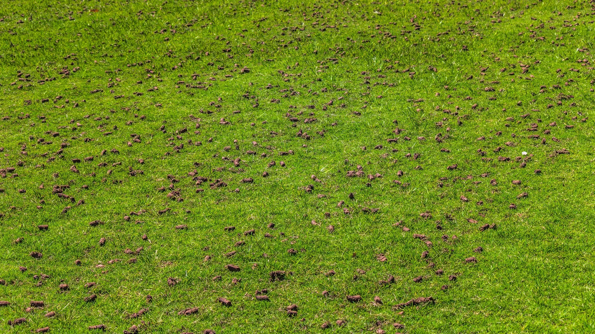 Prepare Your Lawn for Core Aeration by Doing These Things