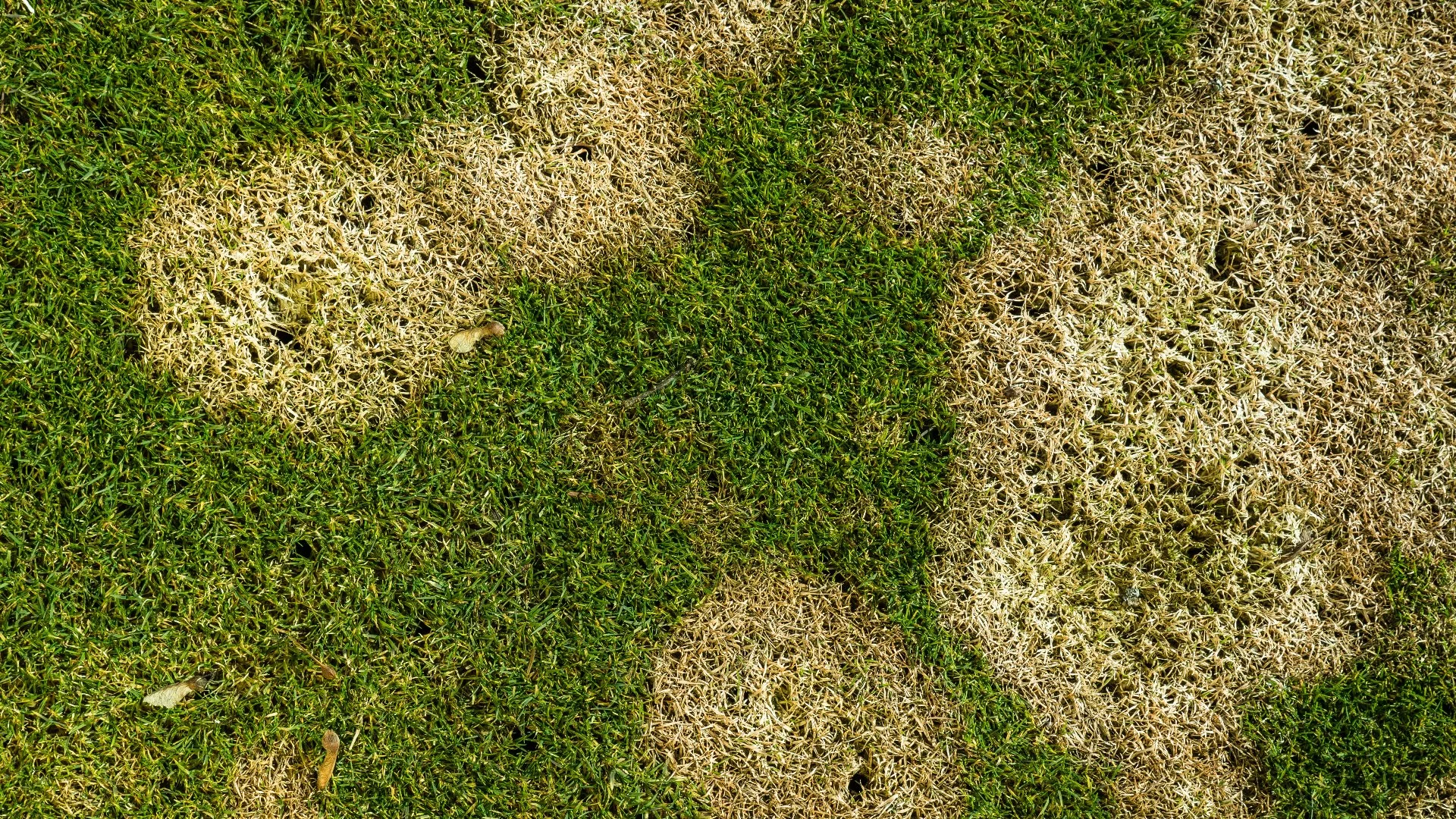 What Diseases Are Typically Seen on Lawns in New Jersey?