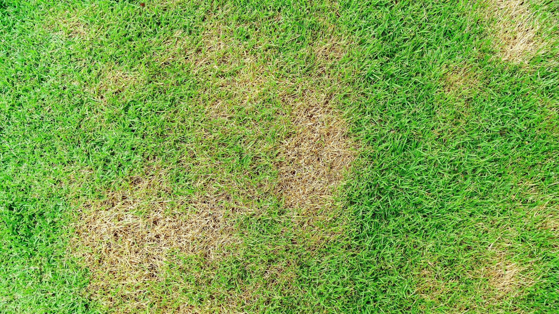 Effective Methods for Preventing Lawn Diseases
