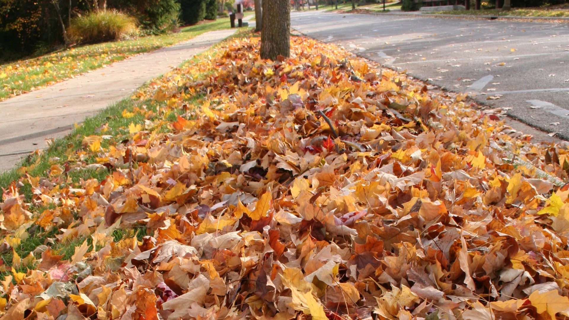 Is It Bad to Leave Leaves on Your Lawn Over the Winter?
