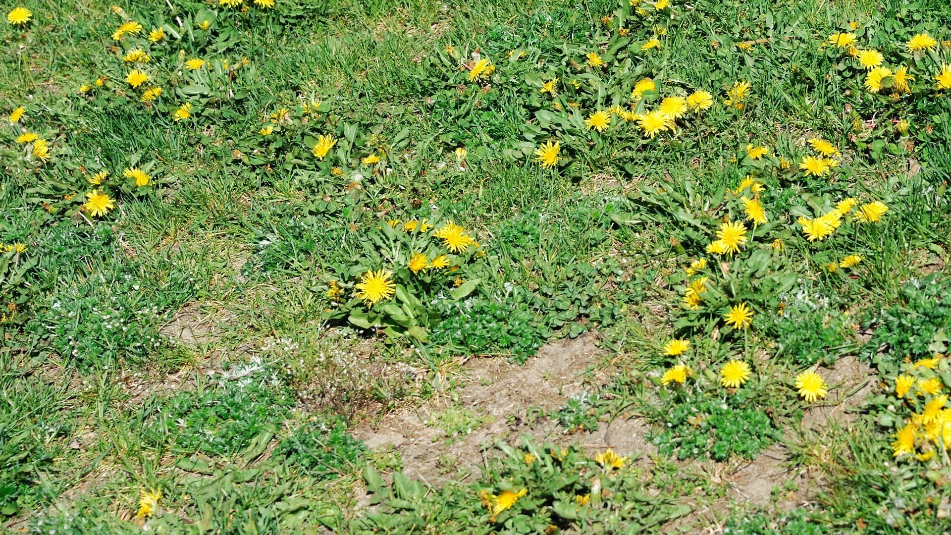 The Hidden Causes Behind a Weed-Filled Lawn & How to Address Them