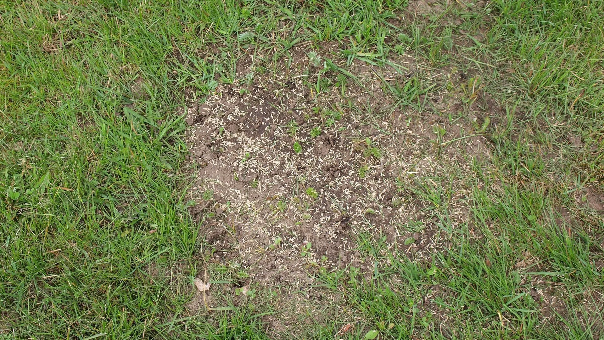 Lawn Overseeding Guide: Calculating the Right Amount of Grass Seed