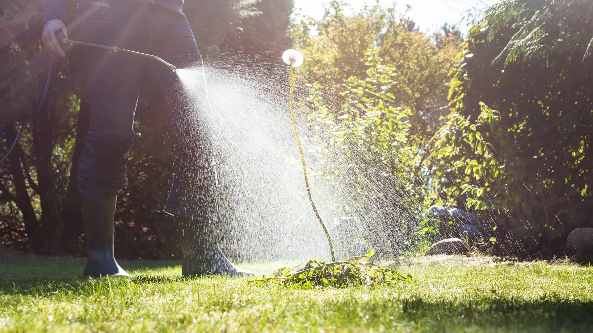 When Will Weeds Die Off After Post-Emergent Weed Control?