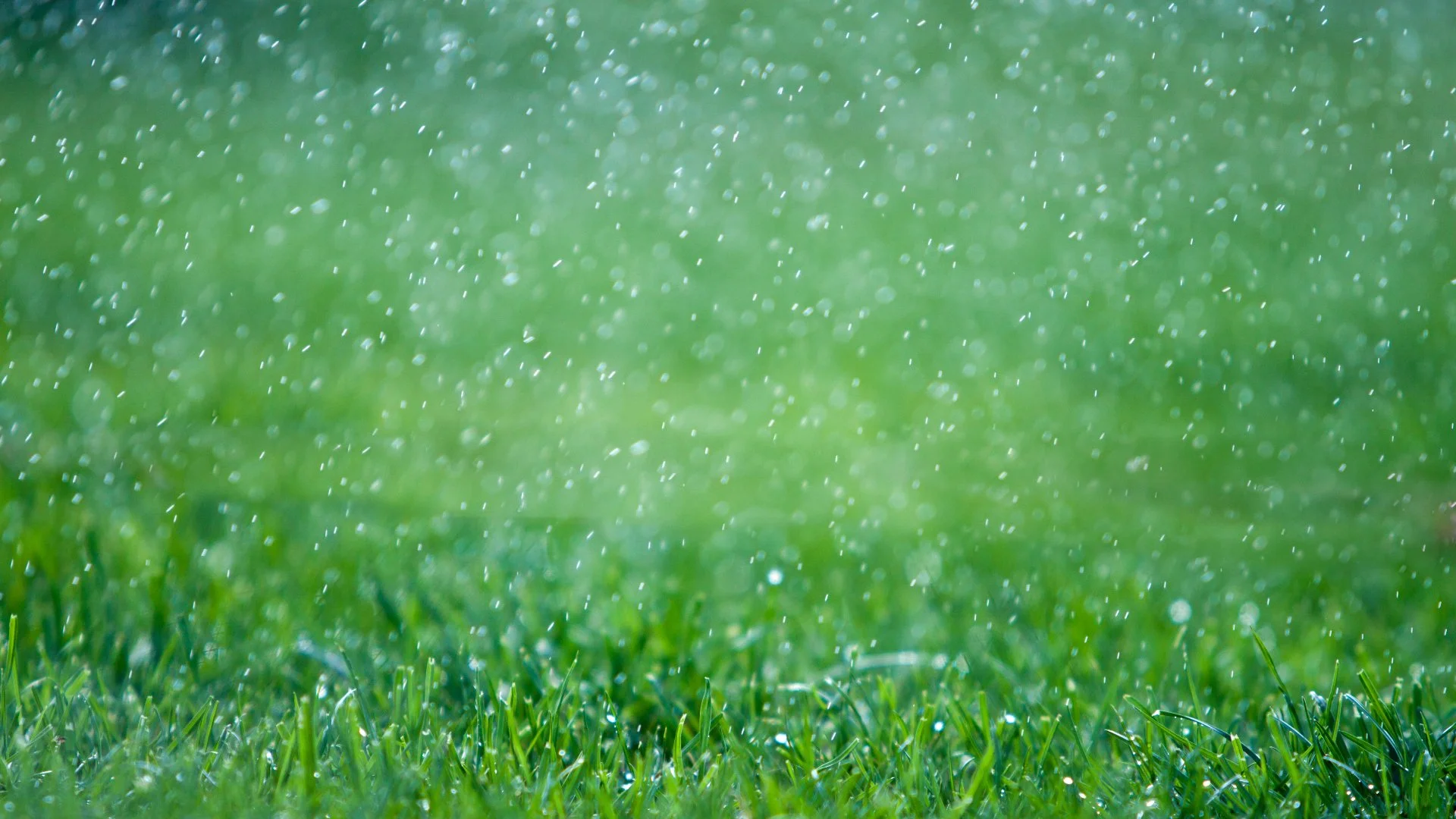 Can Rain Wash Away Lawn Fertilizer?
