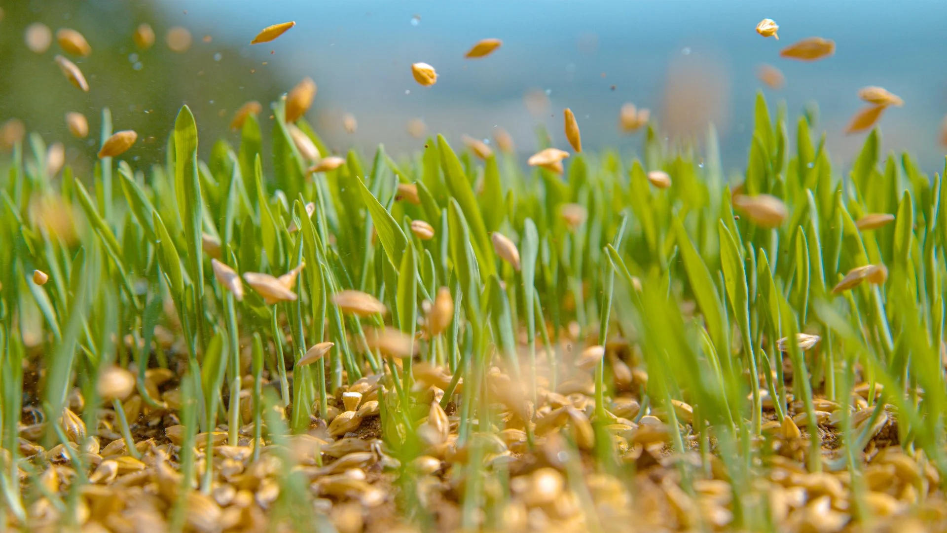 Planning on Overseeding Your Lawn? Wait Until the Fall!