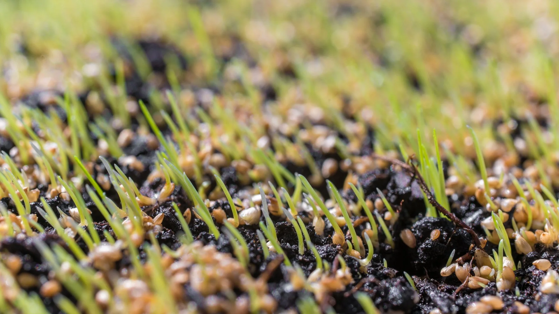 How Overseeding Helps Prevent Weeds on Your Lawn