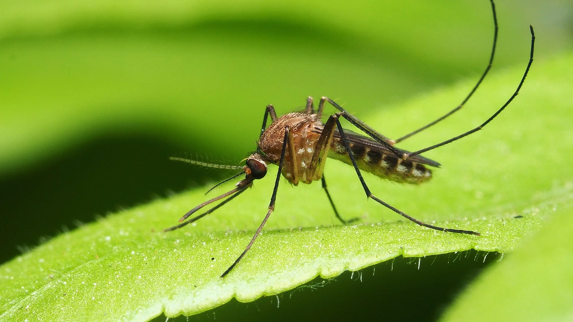 What Are Common Mosquito Hiding Spots?