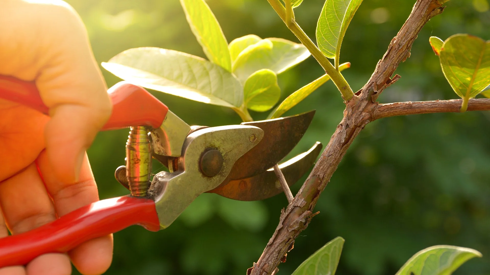 What Mistakes Are Common When Pruning Your Plants?