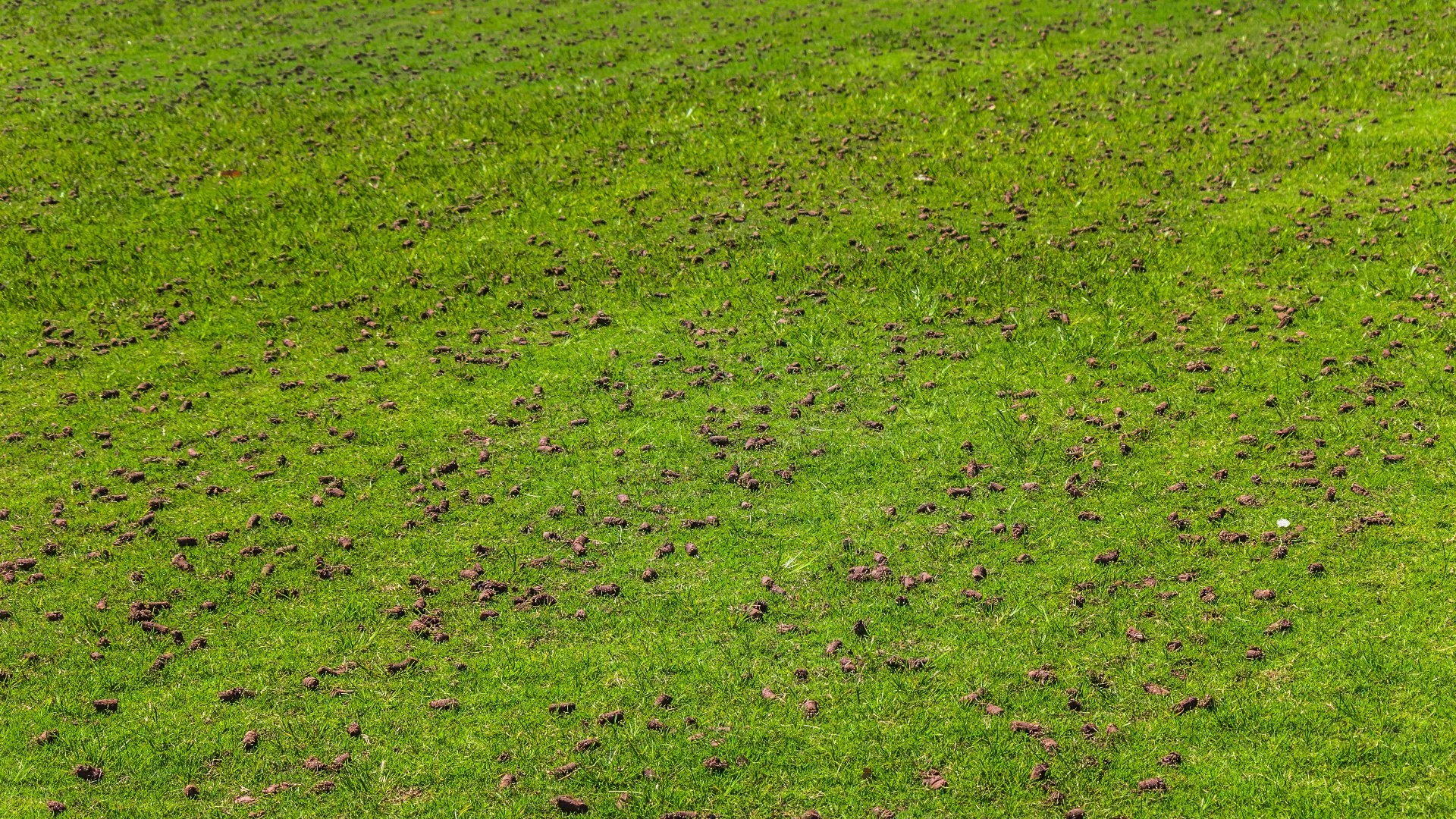 What to Know About Core Aeration: Pros & Cons