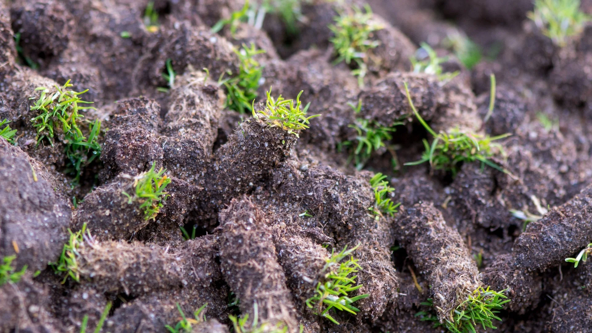 When to Expect Results After a Core Aeration Service