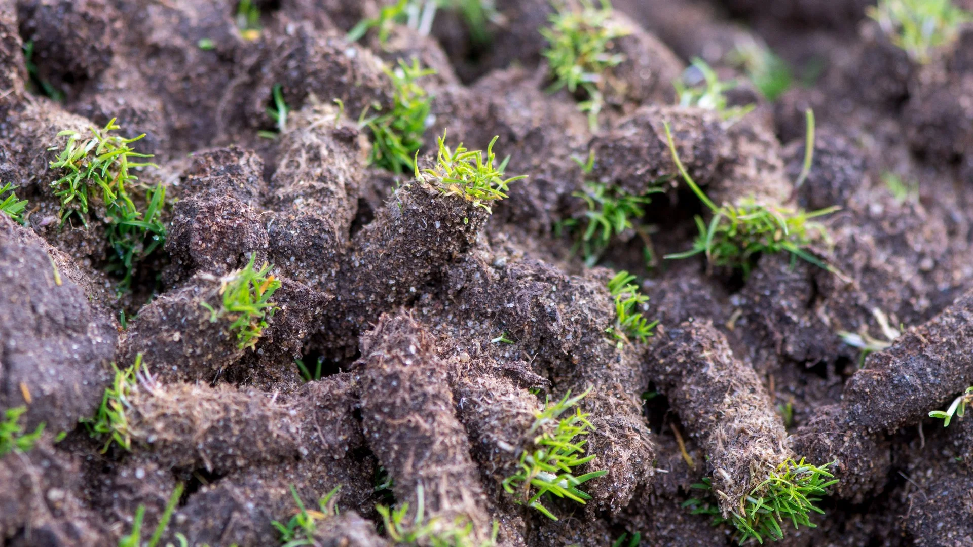 Understanding the Purpose of Core Aeration