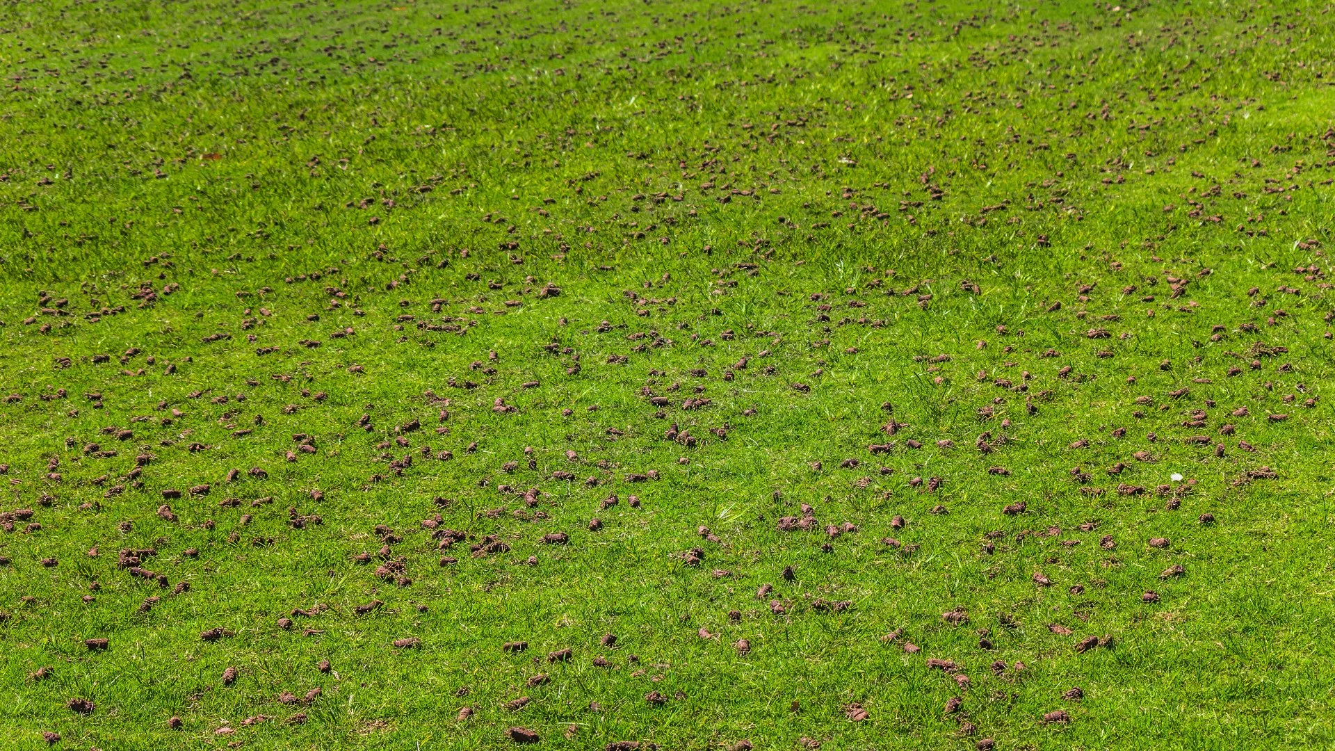 The Signs of Soil Compaction on Your Lawn & How to Address It