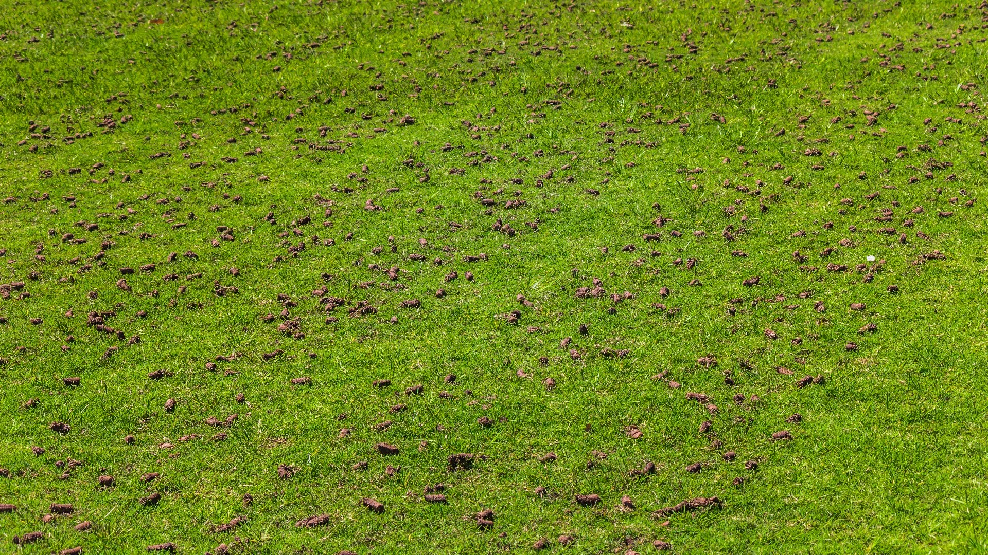 Maximize Your Lawn’s Potential This Fall With Aeration