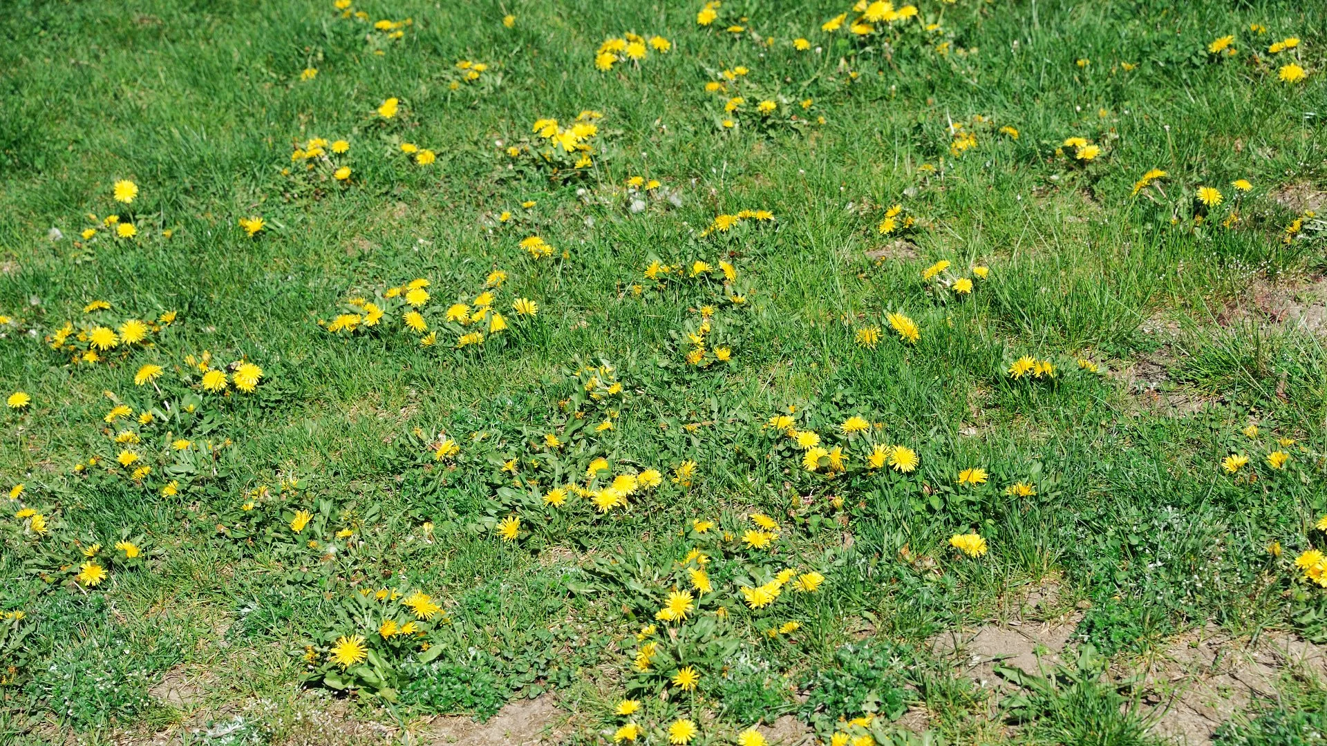 How to Tell Between Broadleaf & Grassy Weeds on Your Lawn