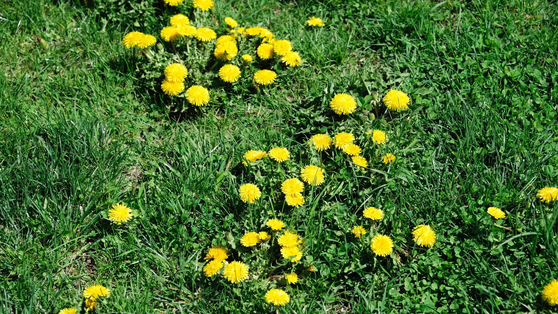 Lawn Weeds in New Jersey: Identifying Common Types