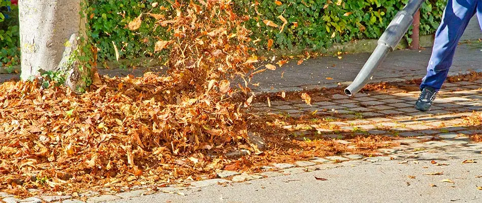 How a Fall Lawn Cleanup Helps Your Yard