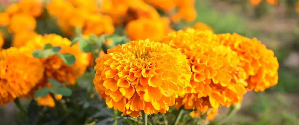 Bright, flowering marigold plants in Watchung, NJ.