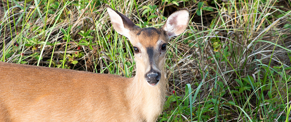 The Deer in Your Lawn Are Causing More Harm Than Good