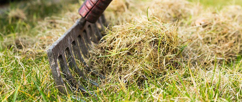 What Is Dethatching — and Does My Lawn REALLY Need It?