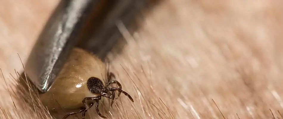 A tick being removed from a dog near Watchung, NJ.
