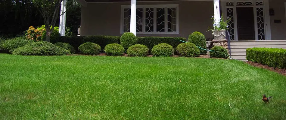 Lawn Maintenance Services Your Lawn Needs This Spring