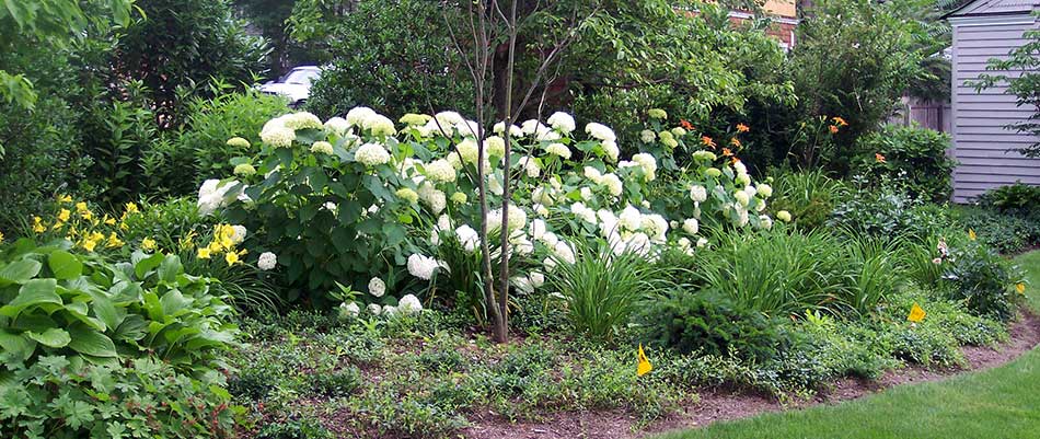 Hydrangeas growing in a landscape bed near Westfield, NJ.