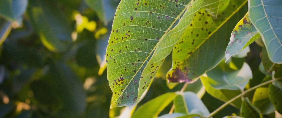 Tree disease found on leaf in Westfield, NJ.