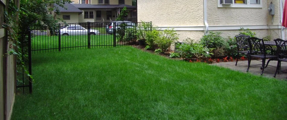 Backyard in Westfield, NJ, with thick green lawn.