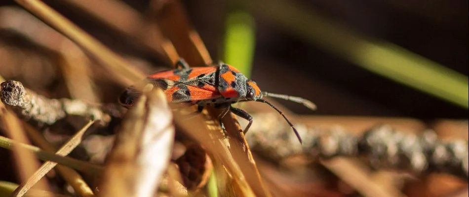 Chinch bug crawling in grass near Westfield, NJ.