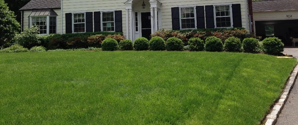 Dense, green grass with shrubs in Westfield, NJ.