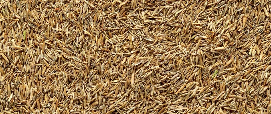 Grass seeds for overseeding a lawn in Westfield, NJ.