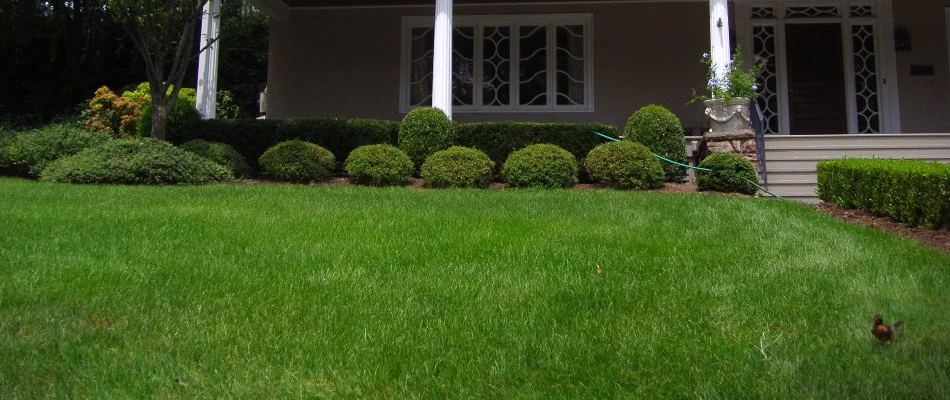 Green grass and trimmed shrubs in Westfield, NJ.