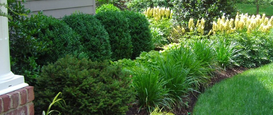 Green shrubs and plants in Westfield, NJ.
