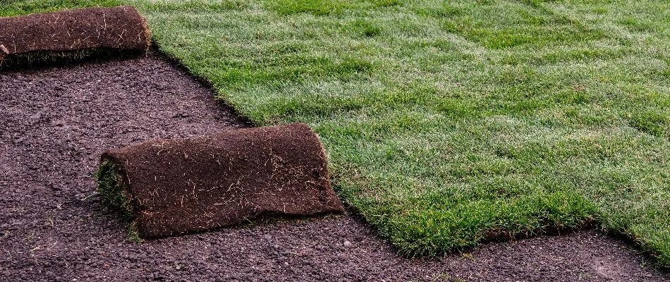 Installation of sod in Westfield, %NJ.