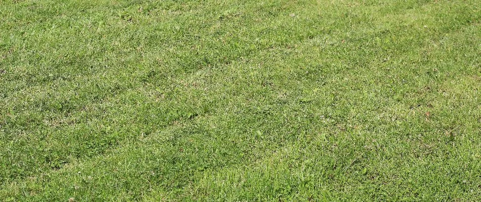 Lawn in Westfield, NJ, with mower ruts.