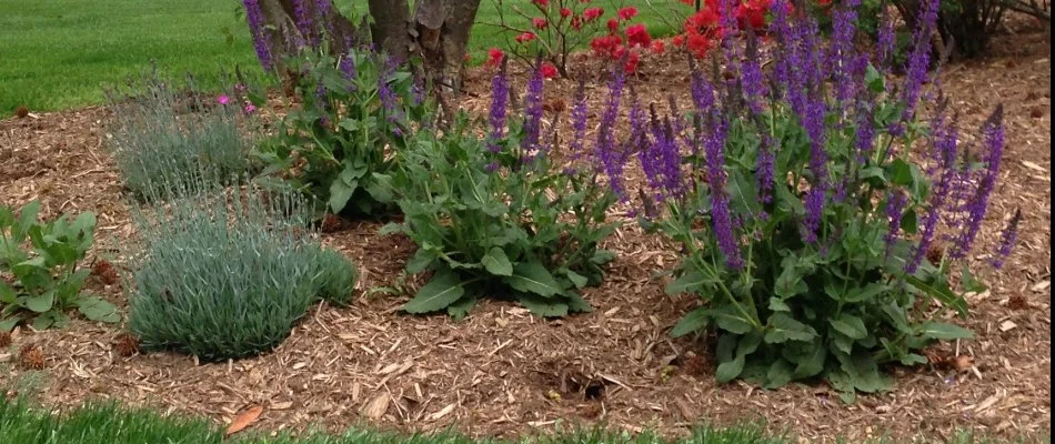 Light brown mulch in a landscape bed in Westfield, NJ, with colorful flowers.