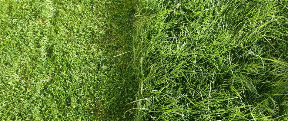 Freshly mowed grass versus overgrown grass in a lawn.