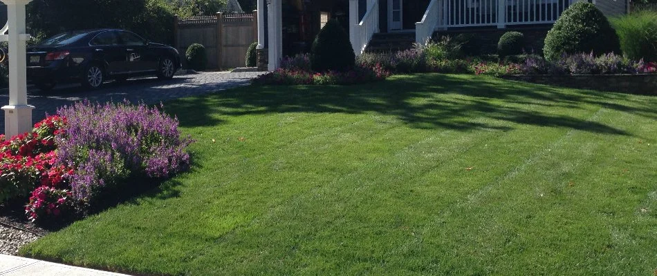Neat lawn and healthy plants in Westfield, NJ.