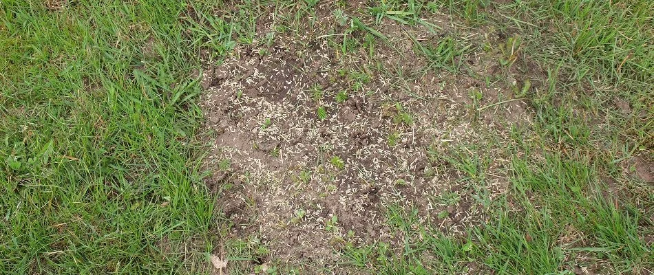 Overseeding a patchy lawn in Westfield, NJ.