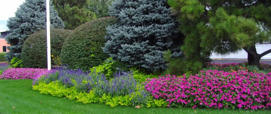 Colorful shrubs on a lawn in Westfield, NJ, surrounded by trees.