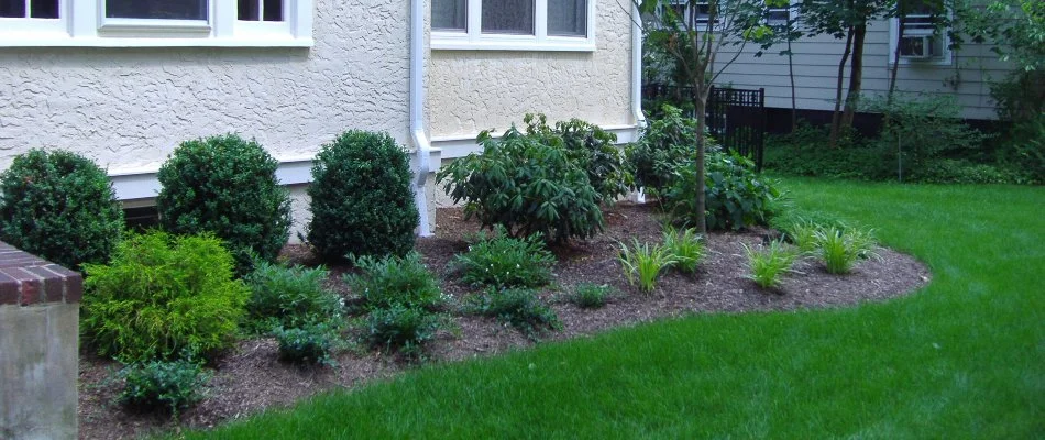 Plants pruned in front yard located in Westfield, NJ.